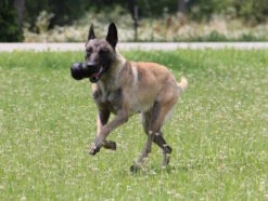 Kong Extreme Kauspielzeug Für Hunde -Hundebedarf 1016447 Product