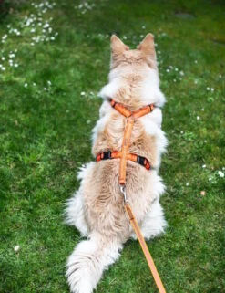 Feltmann Mantrailing Suchgeschirr Basic -Hundebedarf 1030652 Product