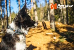 Non-Stop Dogwear Hundehalsband Roam Collar Blau -Hundebedarf 1036191 Product