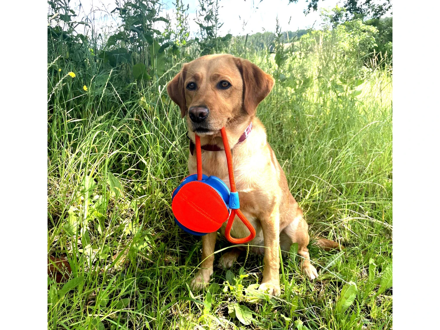 Chuckit Rope Fetch Großer Spielball Für Hunde 4 Chuckit Rope Fetch Großer Spielball Für Hunde – Bild 4