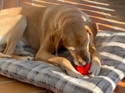 Moby Softbaits Soft Hundeball Grün 5 Moby Softbaits Soft Hundeball Grün -Hundebedarf 1046470 Product