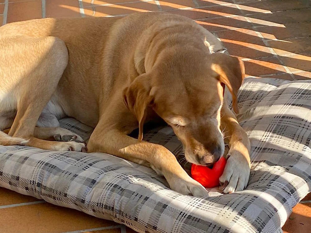 Moby Softbaits Soft Hundeball Grün 3 Moby Softbaits Soft Hundeball Grün – Bild 3