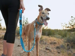 Ruffwear Web Reaction™ Martingal Hundehalsband Blue Dusk -Hundebedarf 1057174 Product