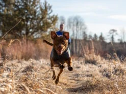 Ruffwear® Climate Changer™ Pullover Für Hunde Glacier 12 Ruffwear® Climate Changer™ Pullover Für Hunde Glacier -Hundebedarf 1058871 Product