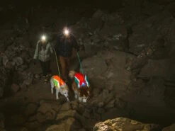 Ruffwear Lumenglow Reflektierende Weste Für Hunde Blaze Orange 14 Ruffwear Lumenglow Reflektierende Weste Für Hunde Blaze Orange -Hundebedarf 1062061 Product