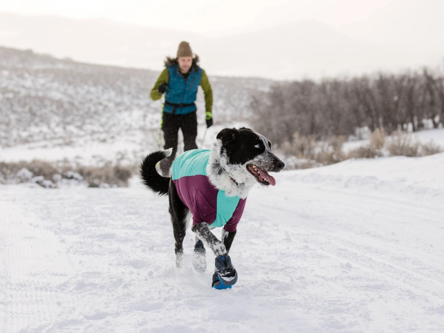 Ruffwear Powder Hound™ Winterjacke Für Hunde Aurora Teal 4 Ruffwear Powder Hound™ Winterjacke Für Hunde Aurora Teal – Bild 4