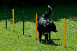 Dog Agility Slalom Und Hürden Agility Set -Hundebedarf 133492 Product