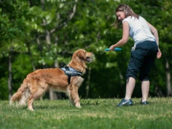 Julius K9 IDC Power Hundegeschirr Lila 8 Julius K9 IDC Power Hundegeschirr Lila -Hundebedarf 216615 Product