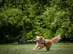 Julius K9 IDC Power Hundegeschirr Lila 9 Julius K9 IDC Power Hundegeschirr Lila -Hundebedarf 216616 Product