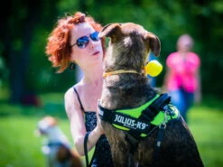 Julius K9 IDC Power Hundegeschirr Neon-grün -Hundebedarf 322693 Product