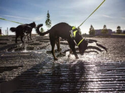 Julius K9 IDC Power Hundegeschirr Neon-grün -Hundebedarf 322694 Product