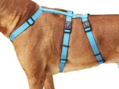 Wolters No Escape Soft & Safe Hundegeschirr Aqua -Hundebedarf 334176 Product