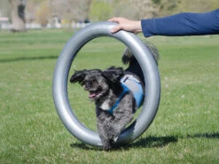 FitPAWS® Donut Holder -Hundebedarf 395476 Product