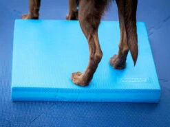 FitPAWS® Balance Pad -Hundebedarf 395803 Product