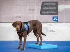 FitPAWS® Balance Pad -Hundebedarf 395807 Product