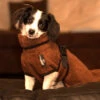 Dryup Cape Hundebademantel Mini Braun