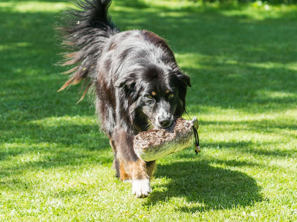 Fell Dummy Mit Wurfhilfe 2 Fell Dummy Mit Wurfhilfe – Bild 2