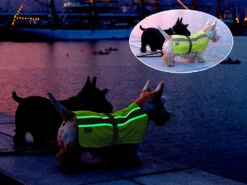 Leucht- & Wärme Hundemantel Flecta Vizlite DT -Hundebedarf 440605 Product