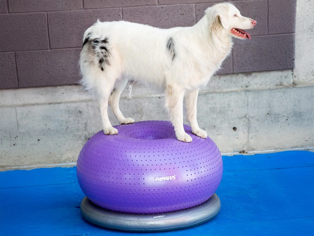 FitPAWS® TRAX Donut 2 FitPAWS® TRAX Donut – Bild 2