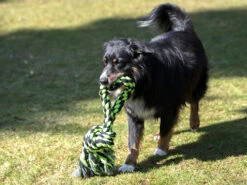 Knoten Tauring -Hundebedarf 482094 Product