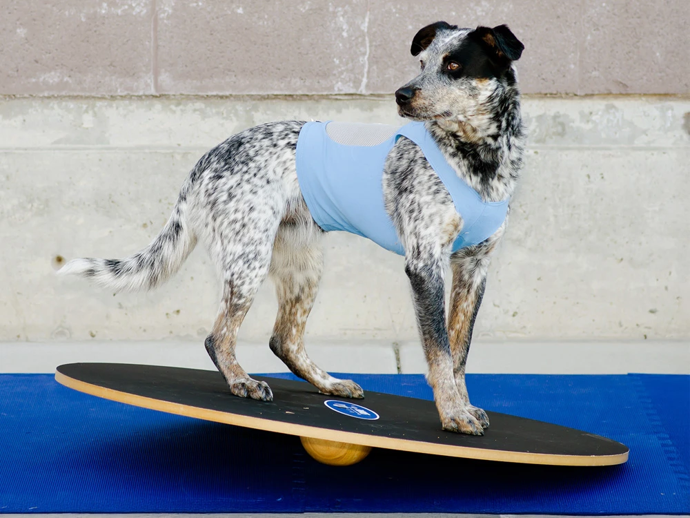 FitPAWS® Wobble Board 3 FitPAWS® Wobble Board – Bild 3