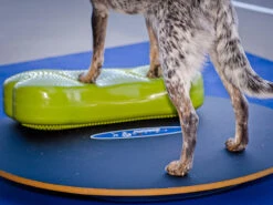 FitPAWS® Wobble Board 8 FitPAWS® Wobble Board -Hundebedarf 482354 Product