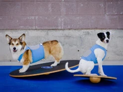FitPAWS® Wobble Board 9 FitPAWS® Wobble Board -Hundebedarf 482356 Product