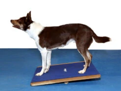 FitPAWS® Giant Rocker Board -Hundebedarf 482494 Product