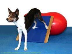 FitPAWS® Giant Rocker Board -Hundebedarf 482496 Product