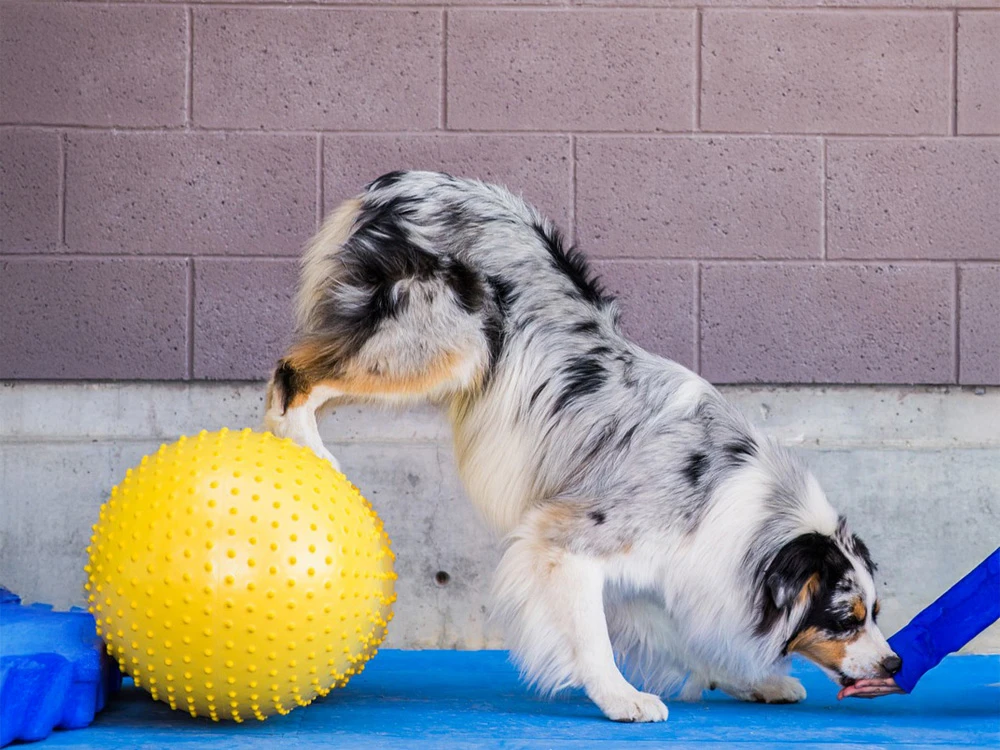 FitPAWS® Peanut Trax Gelb 40 Cm 2 FitPAWS® Peanut Trax Gelb 40 Cm – Bild 2