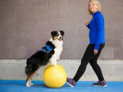 FitPAWS® Peanut Trax Gelb 40 Cm 8 FitPAWS® Peanut Trax Gelb 40 Cm -Hundebedarf 482566 Product