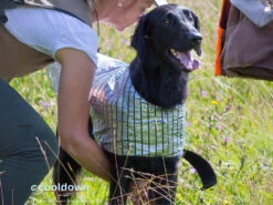 Cooldown Cape Hundeweste -Hundebedarf 497059 Product