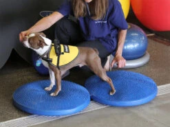 FitPAWS® Balance Disc Blau -Hundebedarf 505348 Product