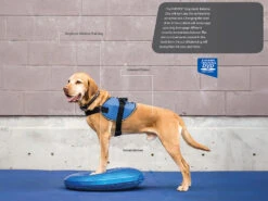 FitPAWS® Balance Disc Blau -Hundebedarf 505349 Product