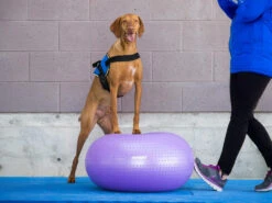 FitPAWS® TRAX Donut 9 FitPAWS® TRAX Donut -Hundebedarf 521024 Product