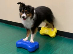 FitPAWS® K9 FITbone™ MINI 2-er Set -Hundebedarf 546696 Product