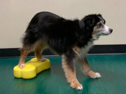 FitPAWS® K9 FITbone™ MINI 2-er Set -Hundebedarf 546698 Product