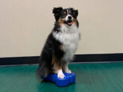 FitPAWS® K9 FITbone™ MINI 2-er Set -Hundebedarf 546700 Product