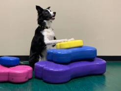 FitPAWS® K9 FITbone™ MINI 2-er Set -Hundebedarf 546702 Product