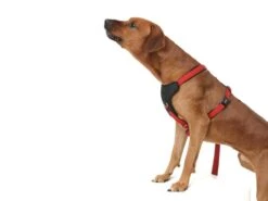 Wolters Hundegeschirr Professional Comfort Skyblue/marineblau -Hundebedarf 605238 Product