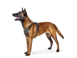 Hunter Hundegeschirr Aalborg Rindleder Dunkelbraun -Hundebedarf 619230 Product