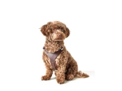 Hunter Hundegeschirr Aalborg Rindleder Cognac 12 Hunter Hundegeschirr Aalborg Rindleder Cognac -Hundebedarf 619280 Product