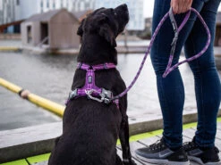 Dog Copenhagen Walk Air V2 Hundegeschirr Wild Rose -Hundebedarf 673698 Product