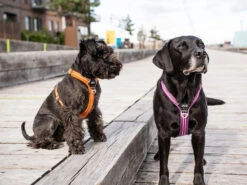 Dog Copenhagen Walk Air V2 Hundegeschirr Orange Sun -Hundebedarf 674662 Product