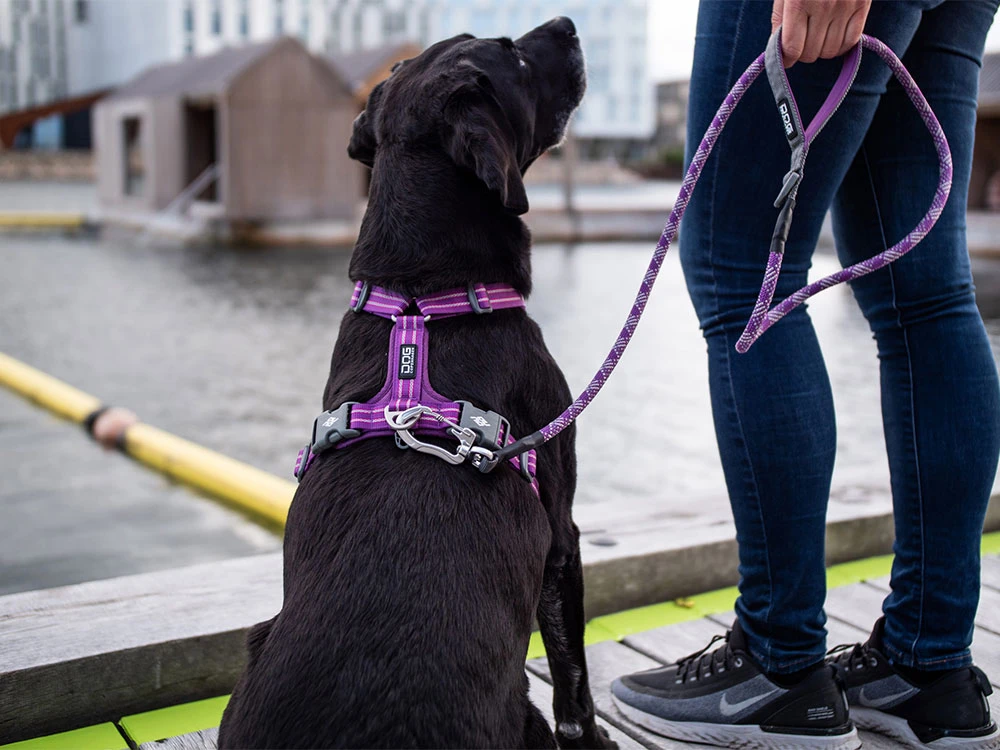 Dog Copenhagen Walk Air V2 Hundegeschirr Hunting Green 5 Dog Copenhagen Walk Air V2 Hundegeschirr Hunting Green – Bild 5