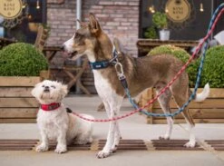 Dog Copenhagen Urban Explorer V2 Halsband Classic Red -Hundebedarf 675573 Product