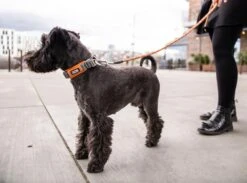 Dog Copenhagen Urban Explorer V2 Halsband Classic Red -Hundebedarf 675575 Product