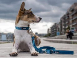 Dog Copenhagen Urban Freestyle V2 Hundeleine Black 8 Dog Copenhagen Urban Freestyle V2 Hundeleine Black -Hundebedarf 676925 Product