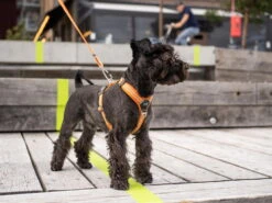 Dog Copenhagen Urban Freestyle V2 Hundeleine Orange Sun -Hundebedarf 677452 Product