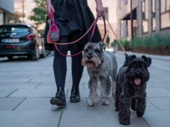 Dog Copenhagen Urban Freestyle V2 Hundeleine Cassic Red -Hundebedarf 677557 Product